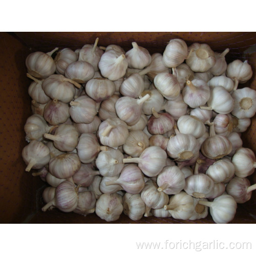 Fresh New Crop Normal White Garlic5.5-6.0